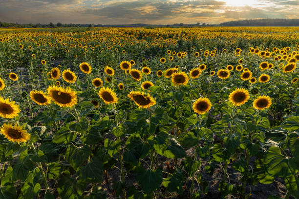 istock Sunflowers blooming in field at sunset creating scenic landscape 2196529277