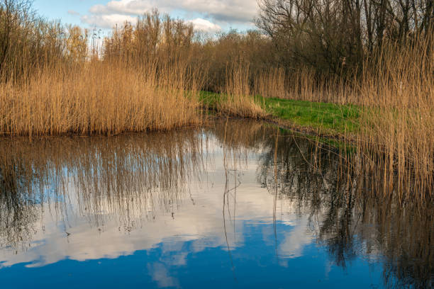 Dutch nature reserve in the winter season. It is a cloudy and windless day. The yellowed reed is reflected in the mirror-smooth water surface.