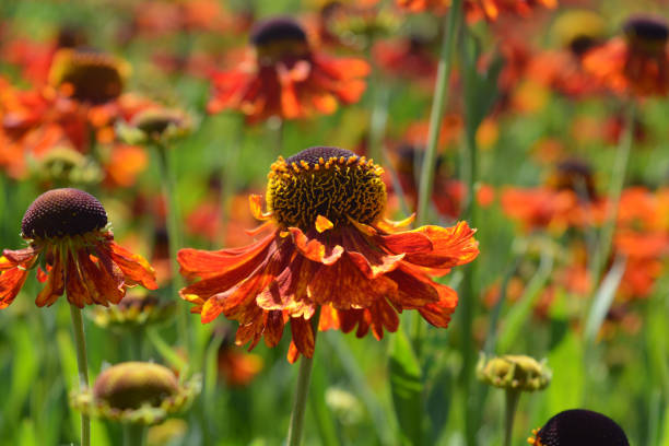 Helenium autumnale flower, also known as Common Sneezeweed or Common Sneezewort