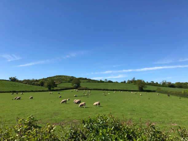 istock English summer landscape with sheep on pasture 2196530132