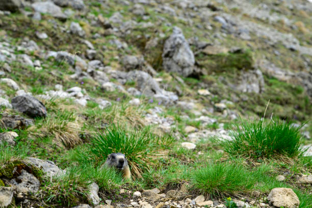 Alpine marmot, Hohe Tauern National Park, Austrian Alps, Austria