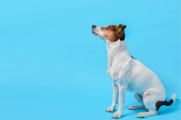 istock Training Jack Russell is sitting blue background. Copy space 2196531557