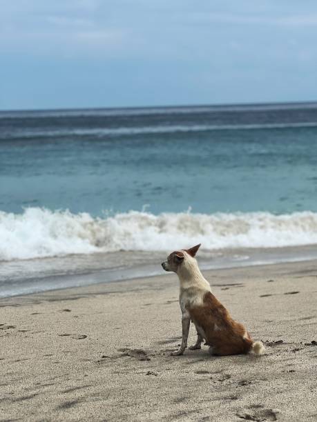 istock Dog is on a Greek beach 2196532445