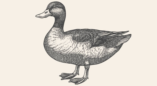 Duck, mallard sketch. Vintage retro print Duck, mallard sketch. Vintage retro print, black white Duck, mallard drake drawing, engrave old school style. Sketch artwork silhouette duck, mallard drake on white background. Vector Illustration mallard duck stock illustrations