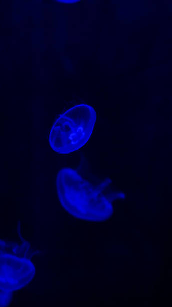 istock Common jellyfish floating in black water in an aquarium 2196536036