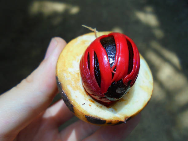 Holding seed pod from a Nutmeg, Myristica fragrans plant, at spice farm in Munnar, India