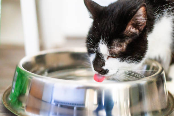 istock Pet cat drinking water from bowl at home 2196537005