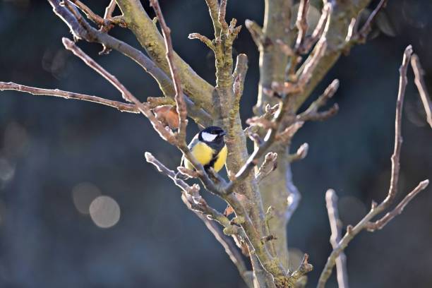 istock Great tit perched on a bare tree branch, showcasing its striking yellow and black plumage. 2196538435