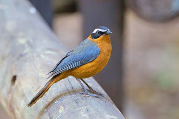 istock White-browed robin-chat perched on a wooden log in a natural setting, showcasing its vibrant plumage 2196538453