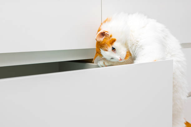 istock white domestic cat climbs into a cabinet drawer. 2196538952