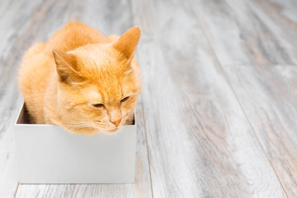 cute ginger cat sits in a cardboard box. big cat in a small box. the ginger cat climbed into the box. cats love boxes. place for inscription