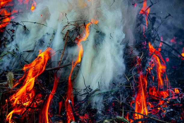 A close-up of the final small flames flickering over the burnt ground, leaving behind ashes and charred remnants of trees. Wisps of smoke rise from the scorched earth, capturing the aftermath of a devastating wildfire. The scene reflects destruction but also the quiet beginning of nature’s recovery.