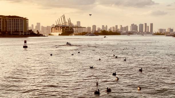 Zonsondergang in Miami met vliegende pelikaan
