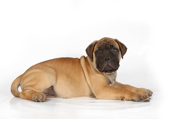 bullmastiff puppy isolated on white background