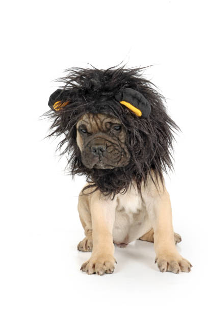 istock cute puppy dressed as a lion 2196542893