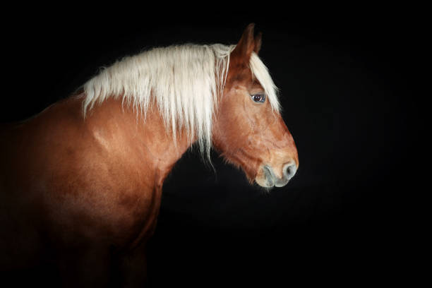 istock A portrait of a draft horse on black background 2196542910
