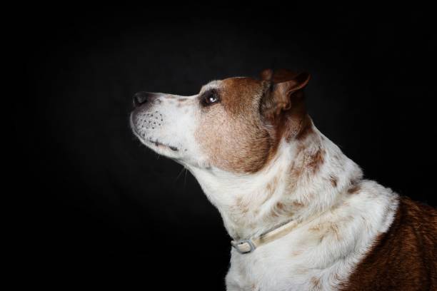 Dog watching in to the distance on a sofa resting