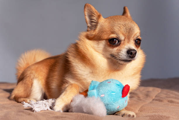 istock Dangerous pet supplies. 2196544042