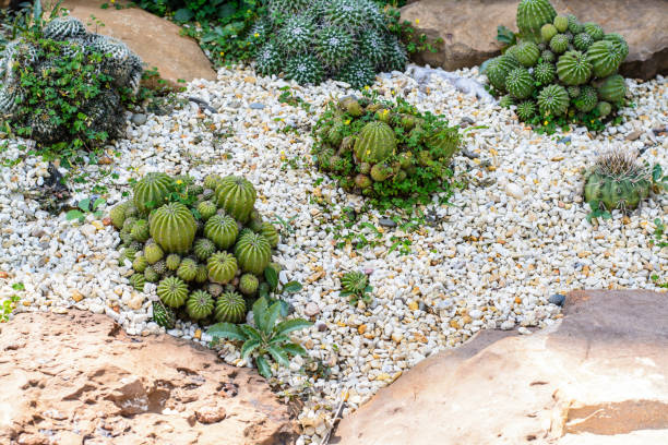 istock Cactus in the agricultural garden 2196544745