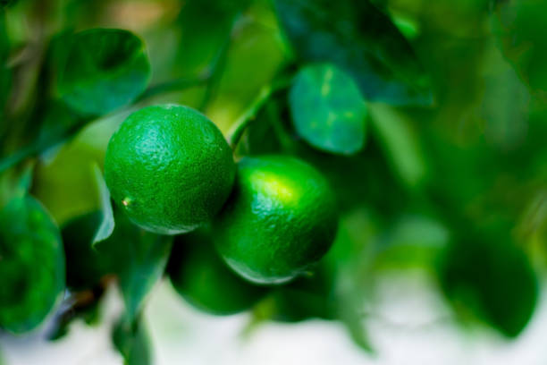 Lemons in the agricultural garden