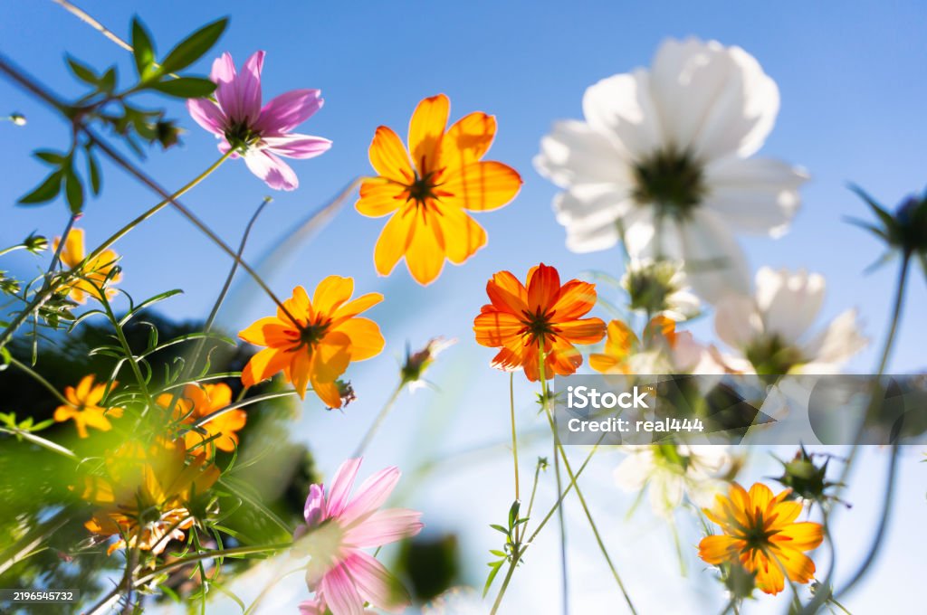 Cosmos înflorind într-un parc - Fotografie de stoc Floare fără redevențe Cosmos înflorind într-un parc - Fotografie de stoc Floare fără redevențe