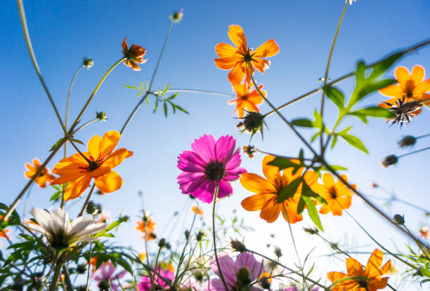 istock Cosmos blooming in a park 2196545755