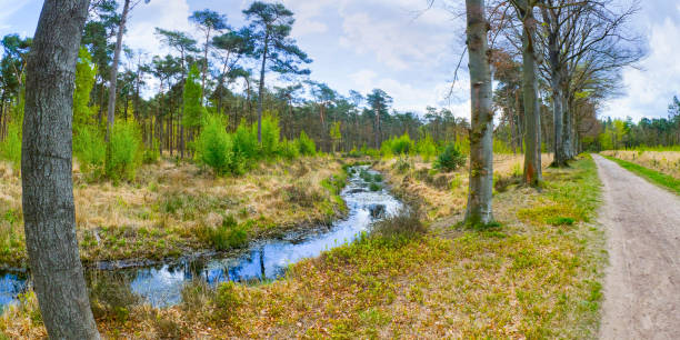 Mastbos Forest, Mastbos Lake, Mastbos Natural Reserve, Breda, Noord-Brabant Province, Holland, Netherlands, Europe