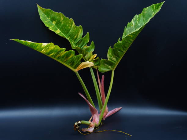 istock Leaf of Philodendron Ring of Fire isolated on black background 2196548797