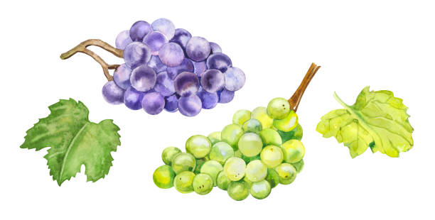 3,700+ White Grape Stock Illustrations, Royalty-Free Vector