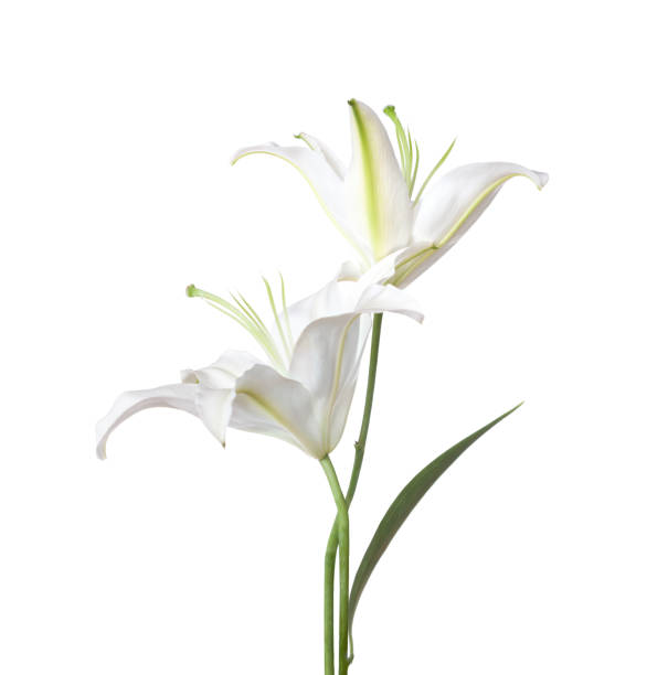 istock Two white Lily flowers isolated on a white background. Madonna lily 2196549087