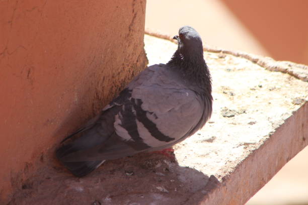 istock Gray Pigeon Close Up 2196549109