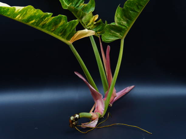 istock Leaf of Philodendron Ring of Fire isolated on black background 2196549207