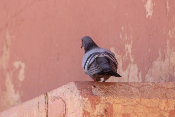 istock Gray Pigeon Close Up 2196549937