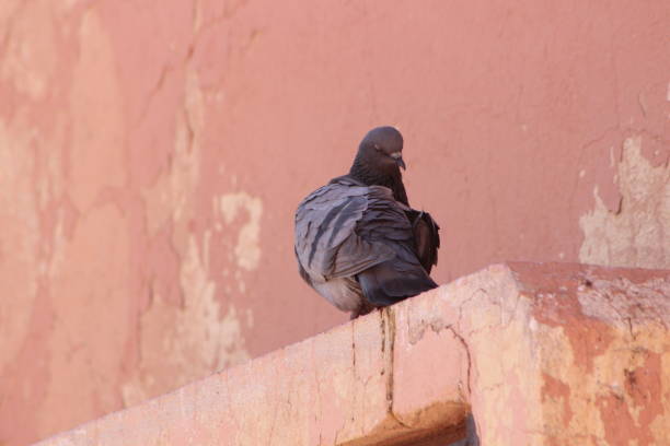 Close up view of a gray pigeon