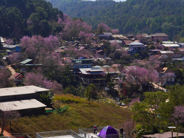 Aerial view of a traditional Mediterranean village surrounded by pink blooming almond trees in spring near Kaş Antalya