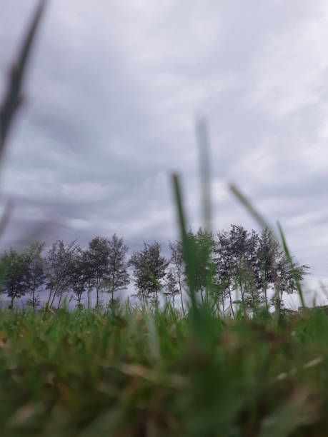 Lush green grass in the foreground, tall pine trees in the background, and dramatic overcast sky create a serene and harmonious natural composition