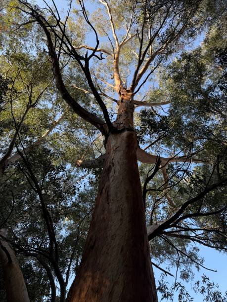 istock Public park on the island of Cyprus, forest, eucalyptus tree. 2196550548