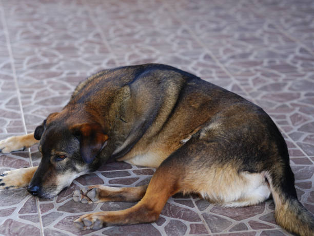 istock Thai dog lying on the floor in the park. Selective focus. 2196551095