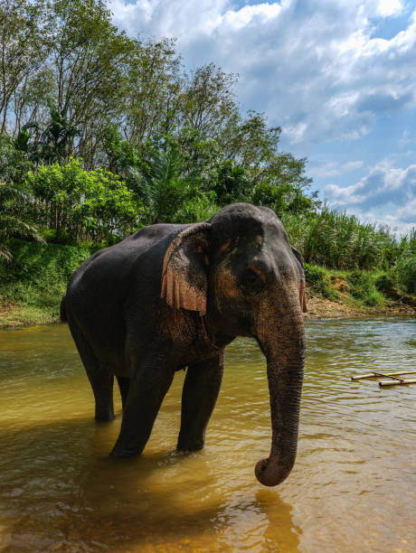 istock Indian Elephant Khao Sok Elephant Sanctuary 2196551260