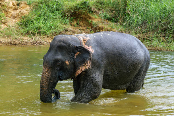 istock Indian Elephant Khao Sok Elephant Sanctuary 2196551301
