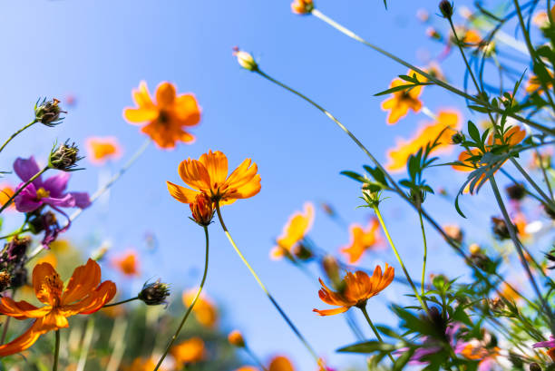 istock Cosmos blooming in a park 2196558350