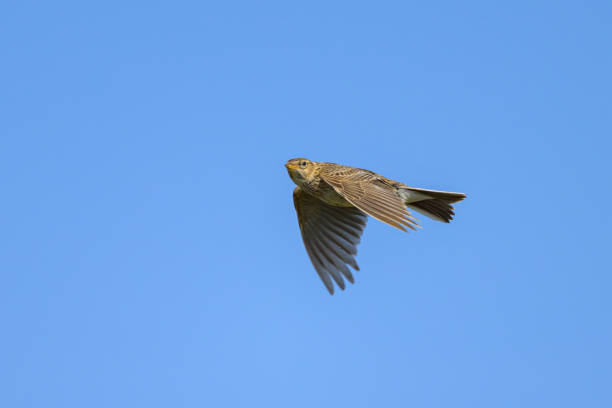 istock A Eurasian Skylark in flight blue sky 2196560371
