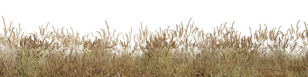 istock 3D rendering, Dry grass field in nature,  meadow in summer, Tropical forest with isolated on white background 2196560533