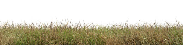 istock 3D rendering, Dry and fresh grass field in nature,  meadow in summer, Tropical forest with isolated on white background 2196560540