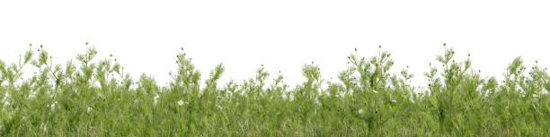 istock 3D rendering, Evergreen flowers and grass field in nature,  Flowres on garden in springtime, Tropical forest with isolated on white background 2196560583