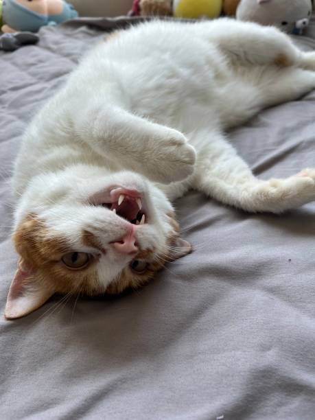 istock Adorable Orange Cat Lies in Bed 2196561756