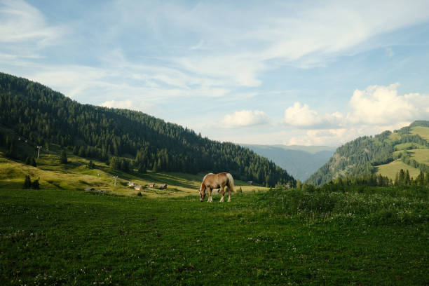 Brown and white horse grazing peacefully in a lush green mountain pasture on a sunny summer day