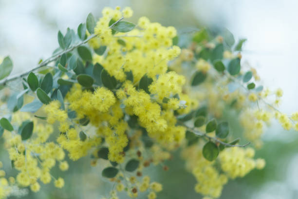 Golden Wattle, Acacia Longifolia or Long-Leaved Wattle in Bloom, white background with copy space, full frame horizontal composition