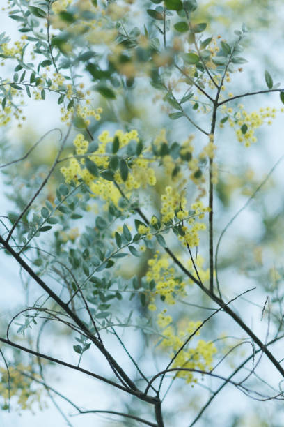 istock Vachellia farnesiana 2196562824