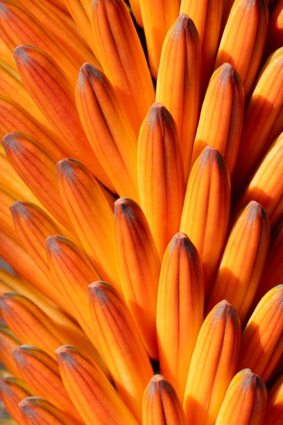 Macro image with natural light of orange aloe ferox flower